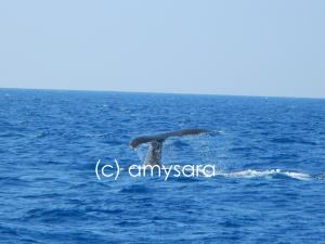 Whale Tale1