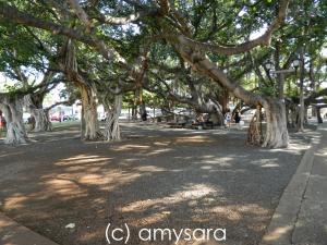 Banyan Tree